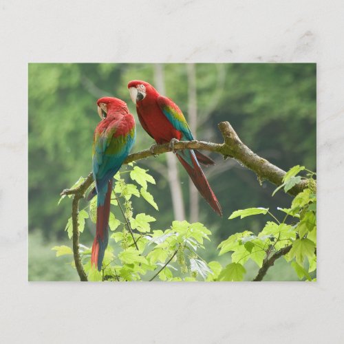 Green_winged Macaws Postcard