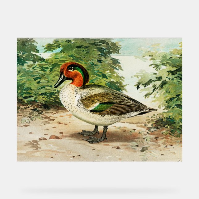 Green-winged teal acrylic sign (Front)