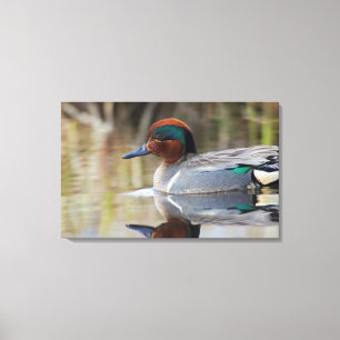 Green-winged Teal Canvas Print