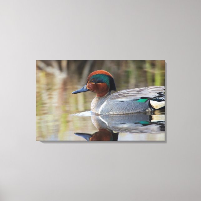 Green-winged Teal Canvas Print (Front)