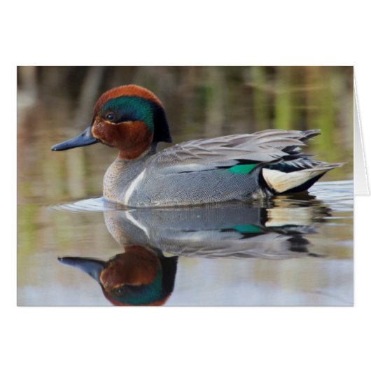 Green-winged Teal Cards (Front Horizontal)