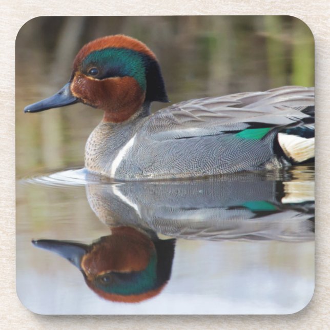 Green-winged Teal Coaster (Front)