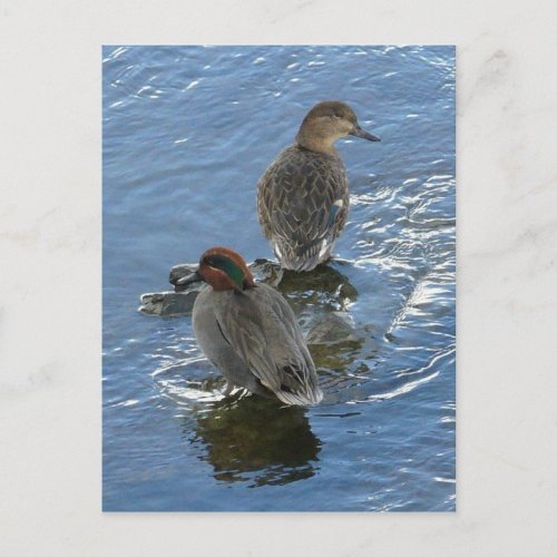 Green_winged Teal Ducks Unalaska Island Postcard