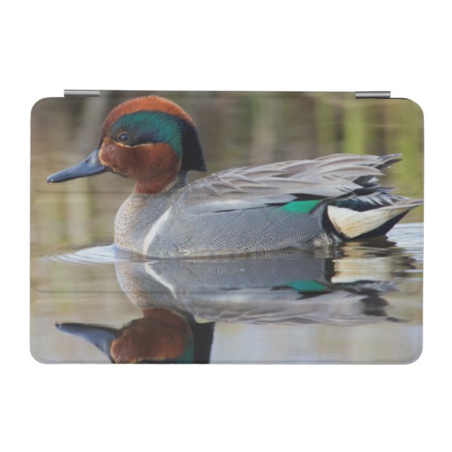 Green-winged Teal iPad Mini Cover (Horizontal)