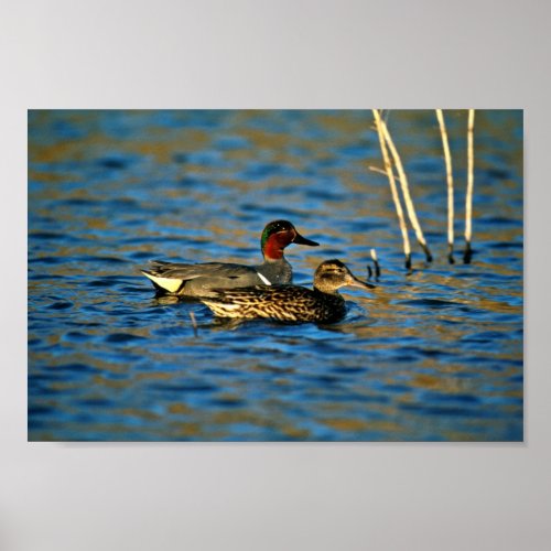 Green_winged teal _pair poster