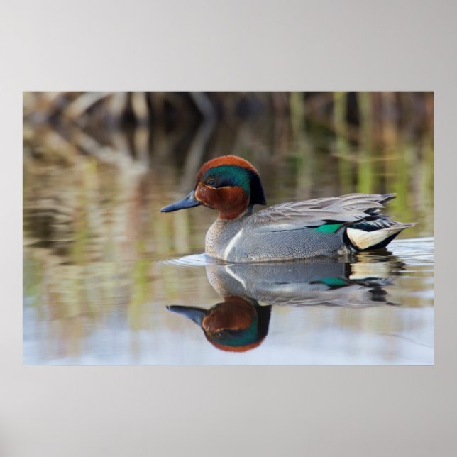 Green-winged Teal Poster (Front)