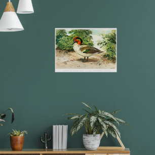 Green-winged teal poster