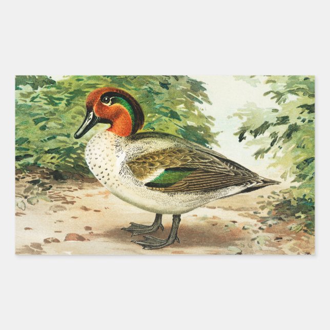 Green-winged teal rectangular sticker (Front)