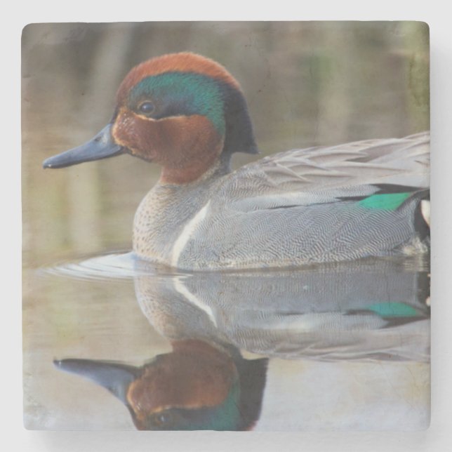 Green-winged Teal Stone Coaster (Front)