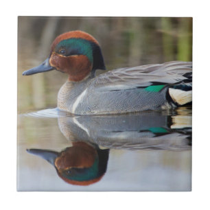 Green-winged Teal Tile