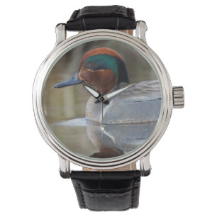 Green-winged Teal Watch