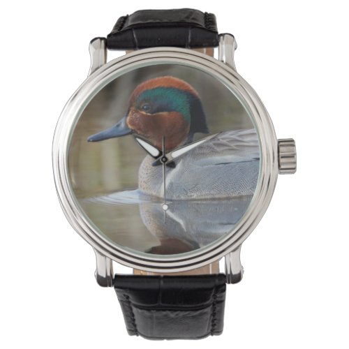 Green_winged Teal Watch