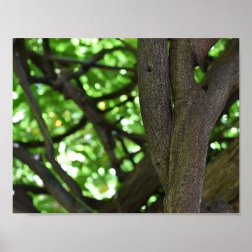 Green Wisteria Pergola Tree Nature Photography Poster