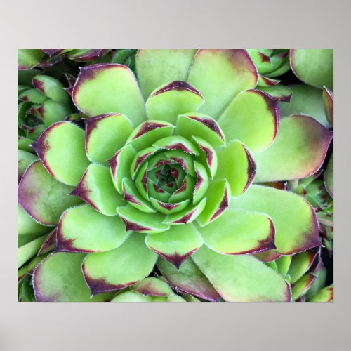 Green with Purple Succulent Close_Up Photo Poster