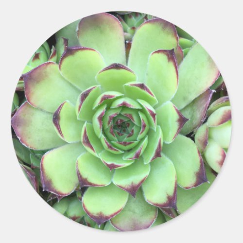 Green with Purple Tips Succulent Close_Up Classic Round Sticker