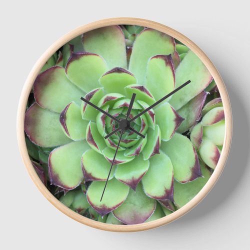Green with Purple Tips Succulent Close_Up Clock