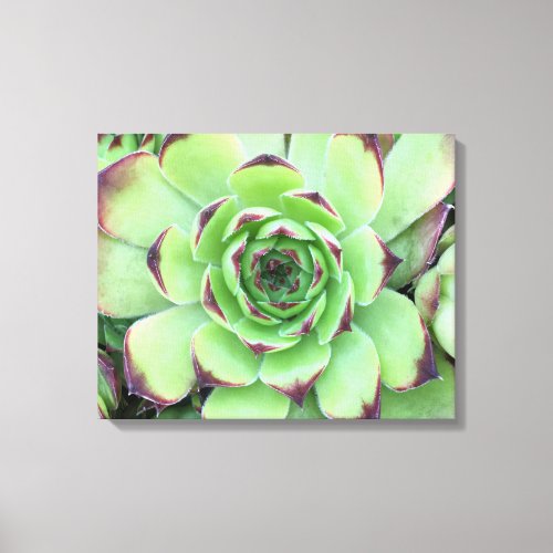 Green with Purple Tips Succulent Close_Up Photo Canvas Print