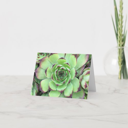 Green with Purple Tips Succulent Close_Up Photo Card