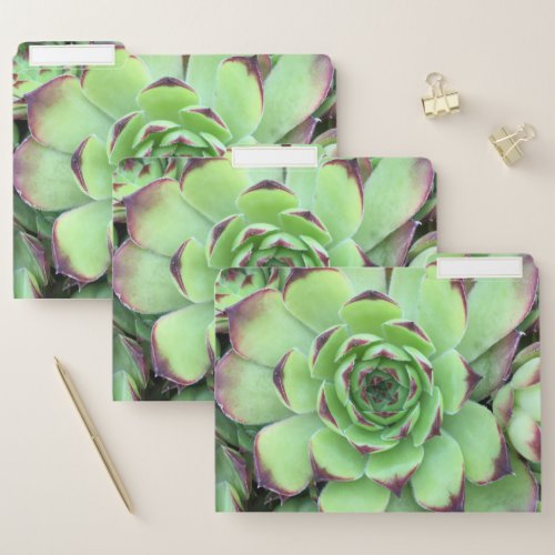 Green with Purple Tips Succulent Close_Up Photo File Folder