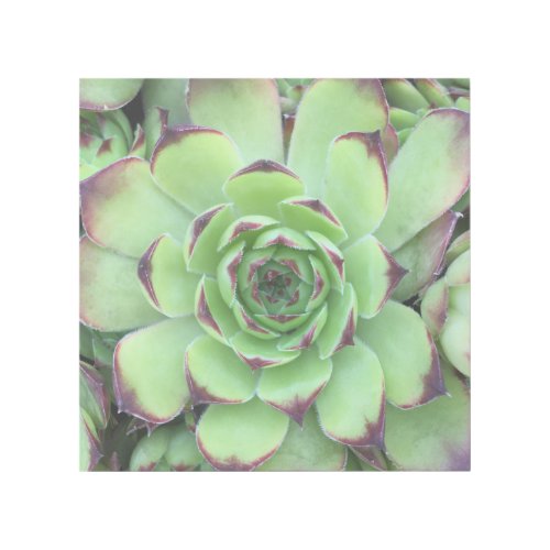 Green with Purple Tips Succulent Close_Up Photo Gallery Wrap
