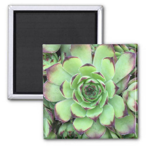 Green with Purple Tips Succulent Close_Up Photo Magnet