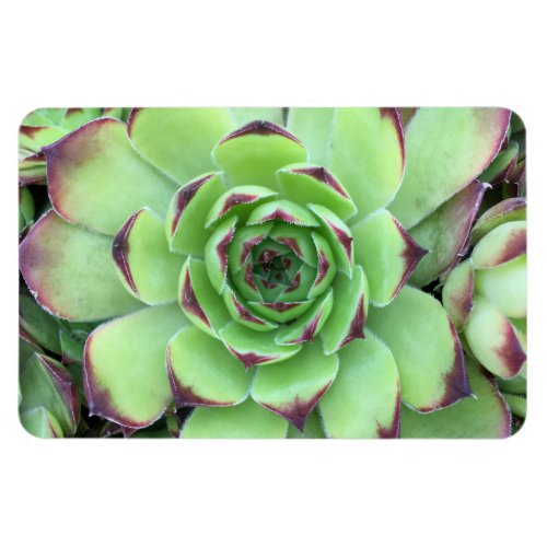 Green with Purple Tips Succulent Close_Up Photo Magnet