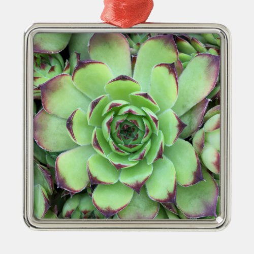 Green with Purple Tips Succulent Close_Up Photo Metal Ornament