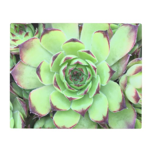 Green with Purple Tips Succulent Close_Up Photo Metal Print