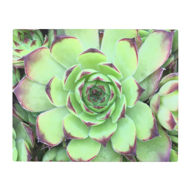 Green with Purple Tips Succulent Close-Up Photo Metal Print (Front)
