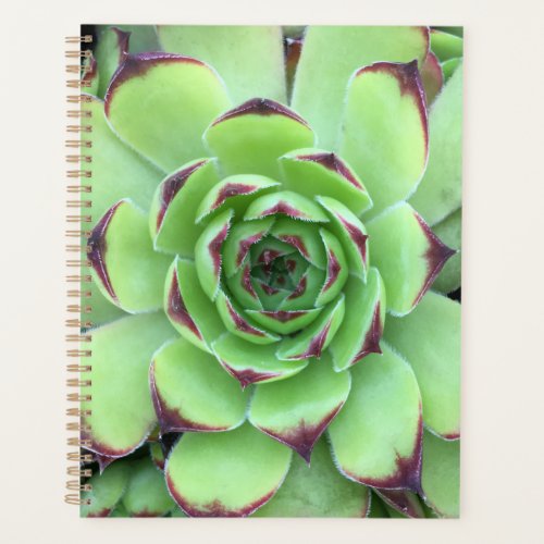 Green with Purple Tips Succulent Close_Up Photo Planner
