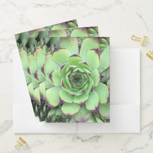 Green with Purple Tips Succulent Close_Up Photo Pocket Folder
