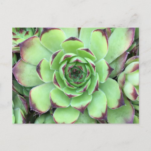 Green with Purple Tips Succulent Close_Up Photo Postcard