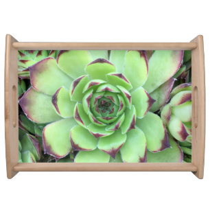 Green with Purple Tips Succulent Close-Up Photo Serving Tray