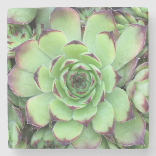 Green with Purple Tips Succulent Close_Up Photo Stone Coaster