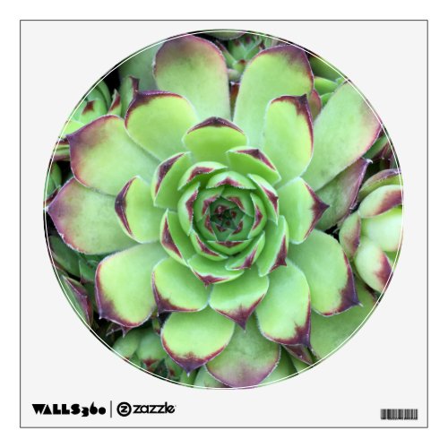 Green with Purple Tips Succulent Close_Up Photo Wall Decal