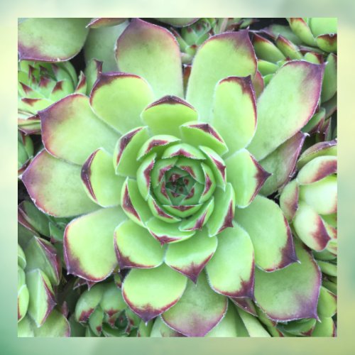 Green with Purple Tips Succulent Close_Up Photo Window Cling