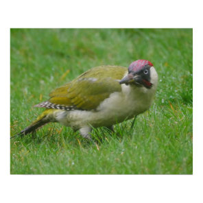 Green Woodpecker Poster