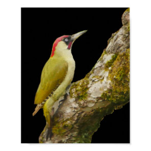 Green Woodpecker Poster