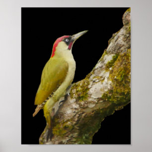 Green Woodpecker Poster