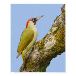 Green Woodpecker Poster