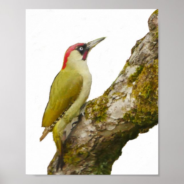 Green Woodpecker Poster (Front)