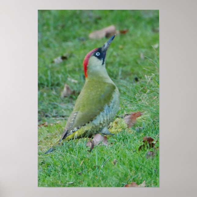 Green Woodpecker Poster (Front)