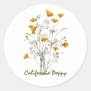 Green Yellow California Poppy Watercolor Painting  Classic Round Sticker