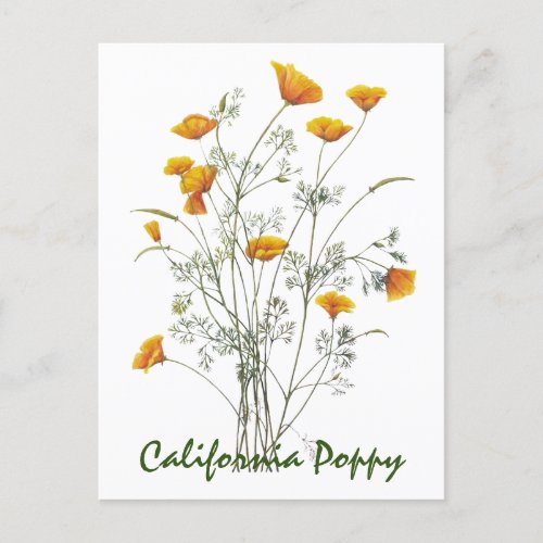 Green Yellow California Poppy Watercolor Painting  Postcard