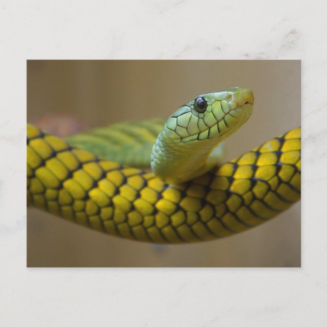 GREEN YELLOW SCALED SNAKE REPTILE PHOTOGRAPHY POSTCARD (Front)