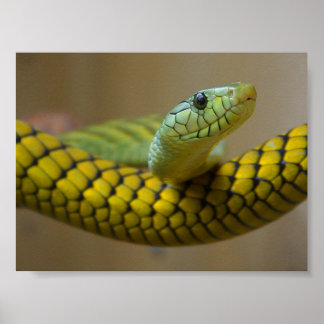 GREEN YELLOW SCALED SNAKE REPTILE PHOTOGRAPHY POSTER