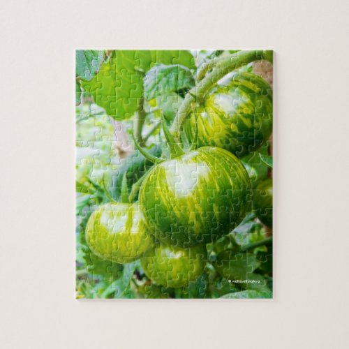 Green Zebra Heirloom Tomatoes on the Vine Jigsaw Puzzle