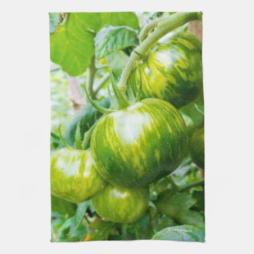 Green Zebra Heirloom Tomatoes on the Vine Kitchen Towel