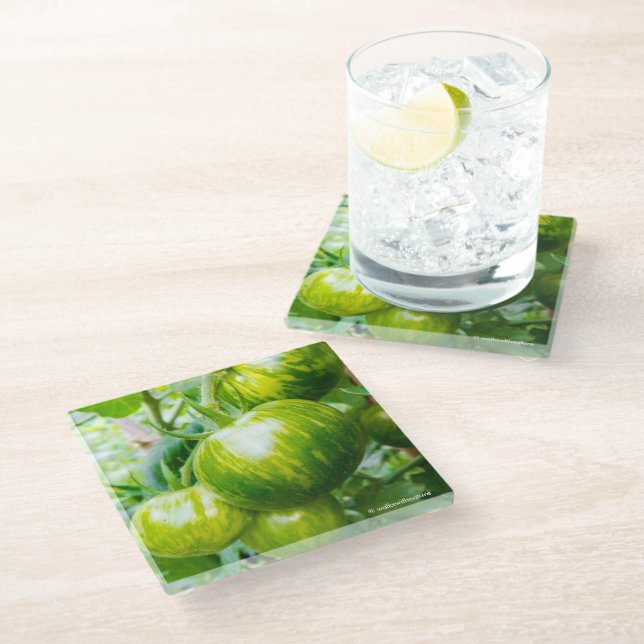Green Zebra Heirloom Tomatoes on Vine Glass Coaster (Angled)