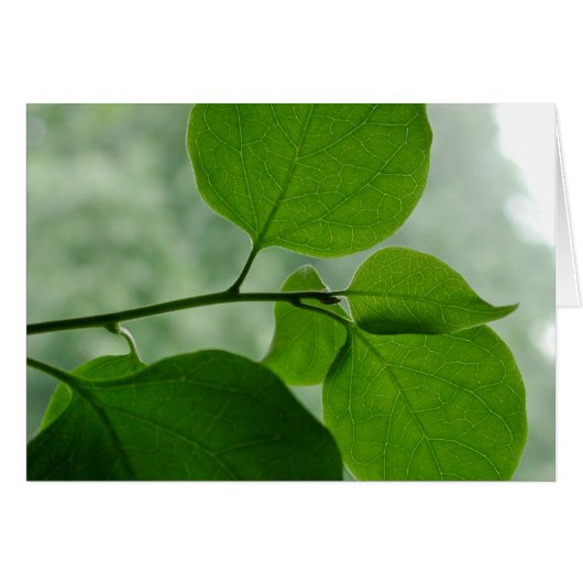 Green Zen Blank Inside Cards (Front Horizontal)